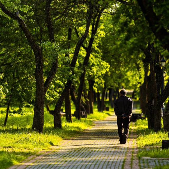 Mann auf Waldweg, Sonne scheint