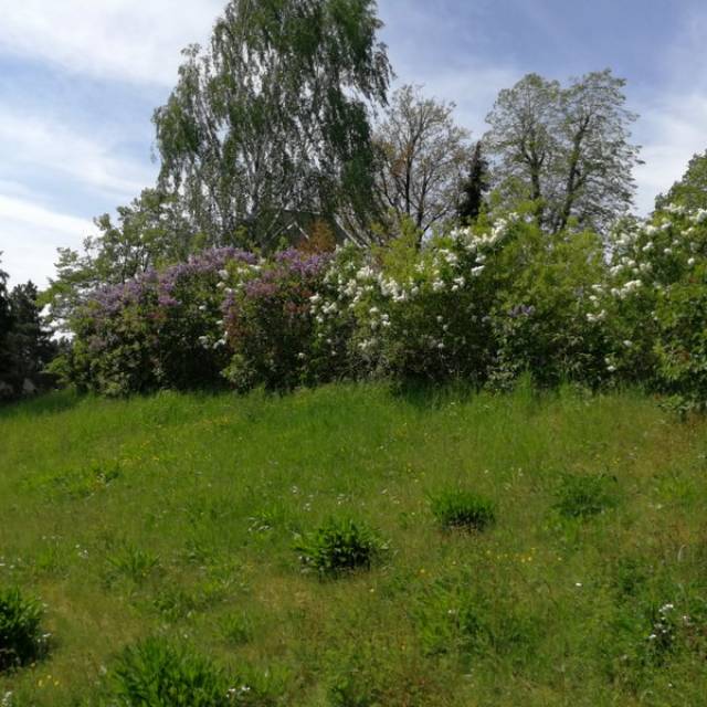 grüne Wiese