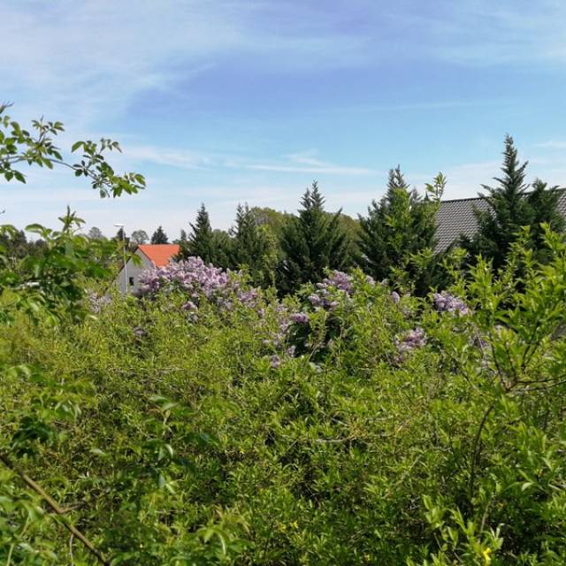 Gehölze im Frühling