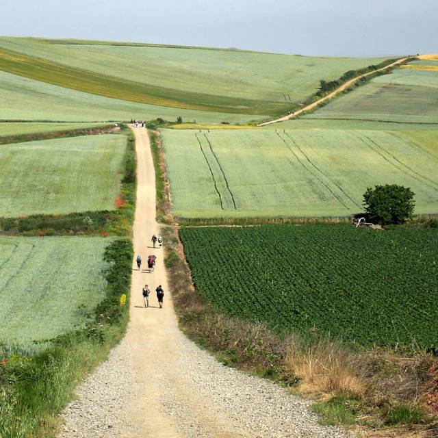 Weitblick auf einen Wanderweg in Feldlandschaft